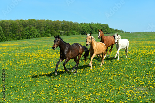 Obraz na płótnie koń lato pastwisko