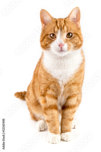 Obraz na płótnie kot zwierzę ssak portret