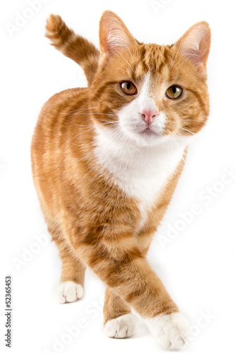 Naklejka zwierzę kot portret ssak