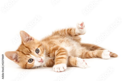 Naklejka portret ssak kot zwierzę kociak