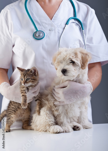 Naklejka medycyna kot zdrowy zwierzę kociak
