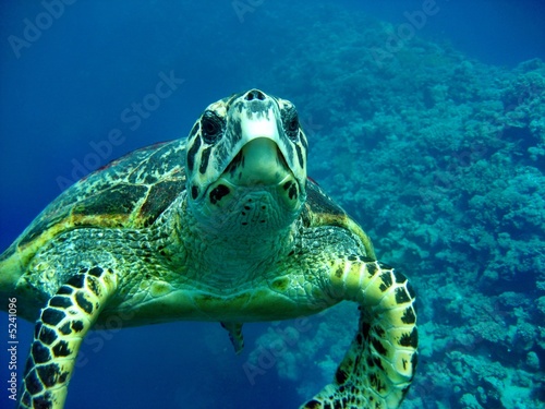 Fotoroleta zwierzę morze żółw ssak gad