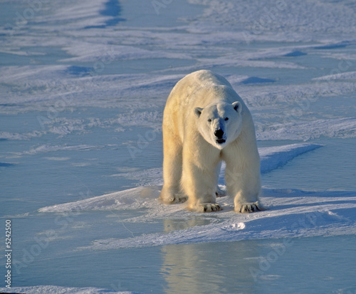 Fototapeta natura zwierzę niedźwiedź śnieg ssak