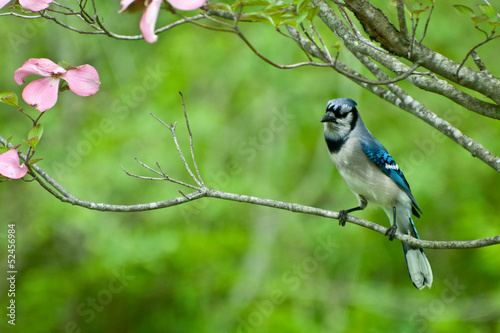 Fototapeta krzew przystojny spokojny ptak natura