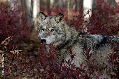 Fototapeta zwierzę natura portret liści wilk