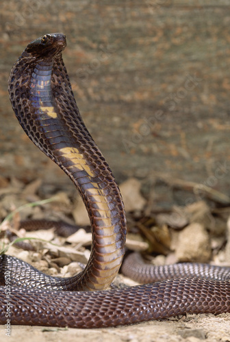 Fotoroleta wąż zwierzę natura gad