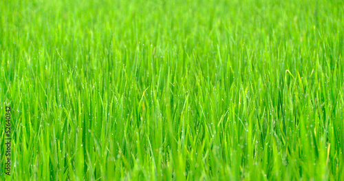 Fotoroleta lato łąka pole trawa roślina