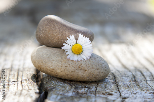 Obraz na płótnie kwiat zen spokój