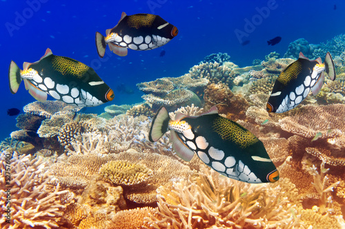 Obraz na płótnie koral piękny tajlandia natura wyspa