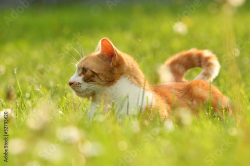 Fototapeta Czuwający kot w trawie