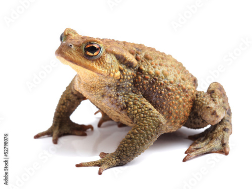 Fototapeta natura zwierzę żaba