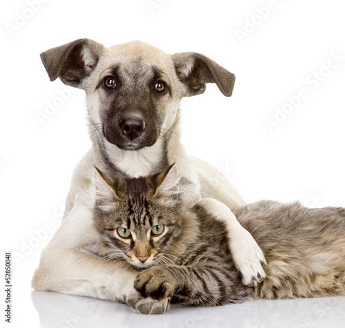 Obraz na płótnie zabawa para pies kociak szczenię