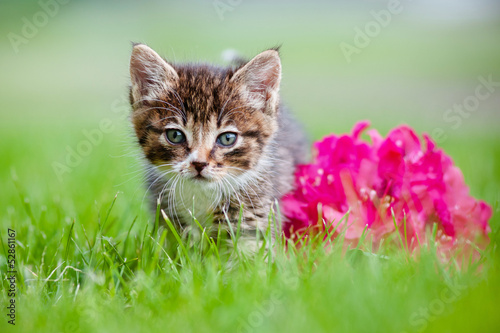 Naklejka Uroczy kociak i purpurowe kwiaty