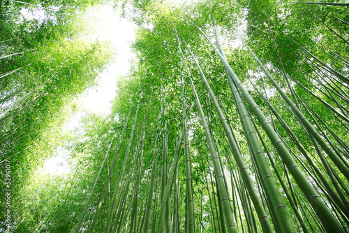 Naklejka azja krajobraz bambus