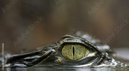 Fotoroleta aligator krokodyl gad źrenica caiman