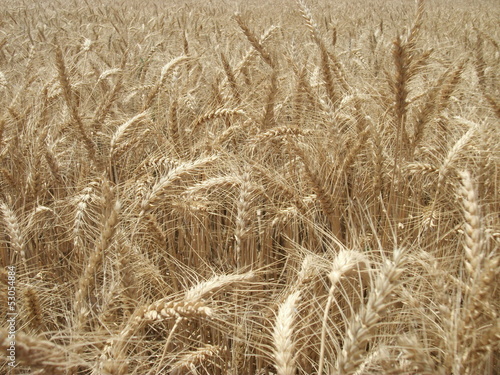 Obraz na płótnie świeży mąka rolnictwo natura