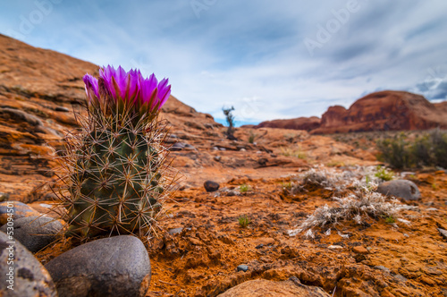 Naklejka kwitnący dziki pustynia piękny kwiat