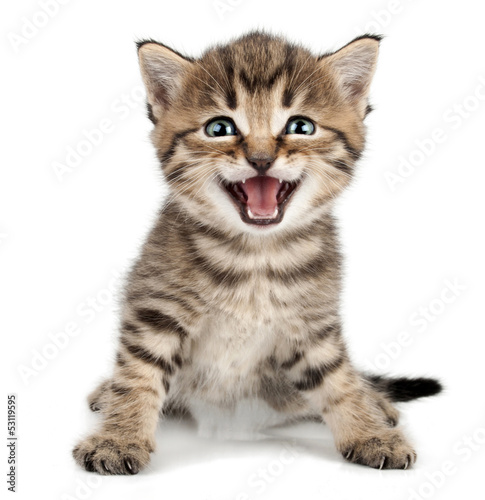 Fotoroleta zwierzę natura portret uśmiech kociak