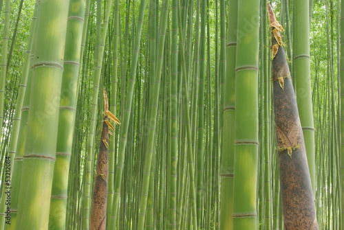 Fotoroleta roślina bambus krajobraz