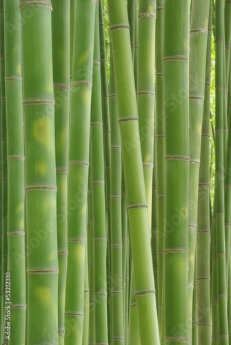Fotoroleta bambus krajobraz roślina wzór naturalny