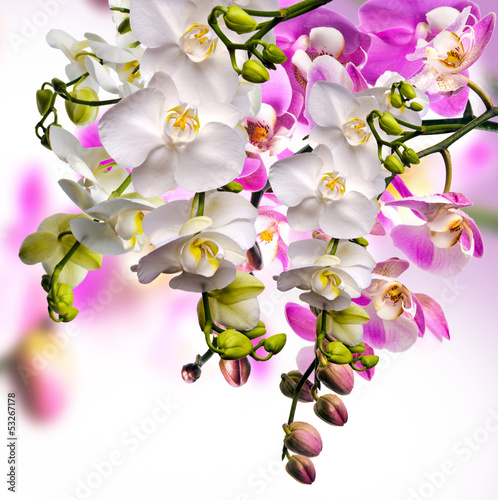 Obraz na płótnie kwiat zen wellnes miłość tropikalny