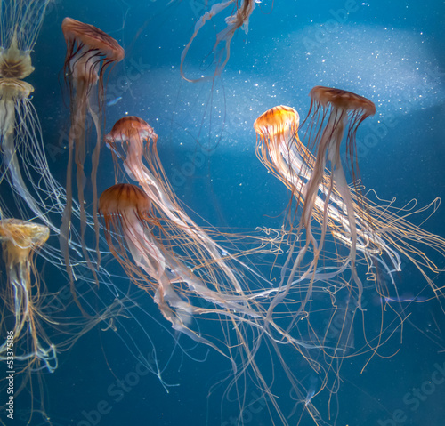 Obraz na płótnie rafa meduza woda