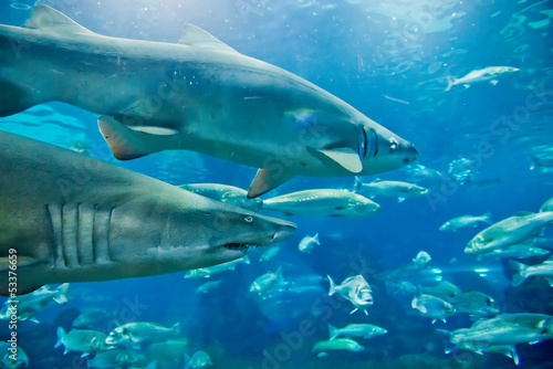 Fotoroleta ryba rafa morze podwodne rekin
