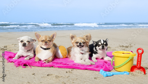Naklejka Chihuahua na plaży
