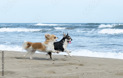 Plakat Dwa Chihuahua biegną po plaży