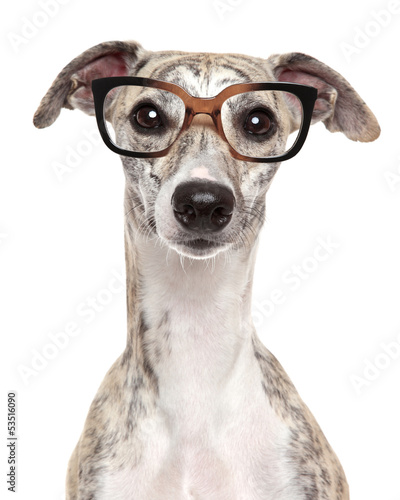 Fotoroleta zwierzę pies szczenię portret