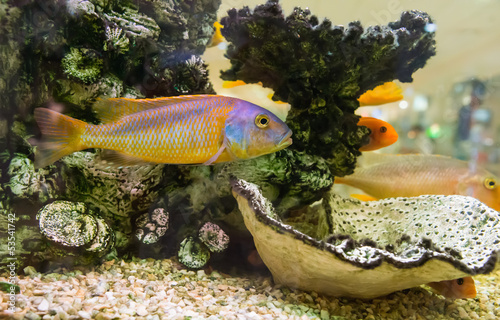 Fotoroleta woda ryba okoń natura brązowy