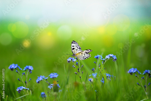 Naklejka motyl fauna kwiat wieś trawa