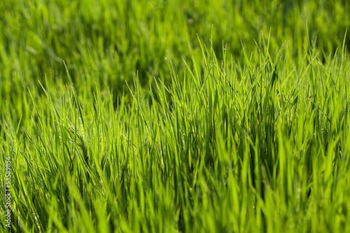 Fototapeta świeży piłka trawa pole