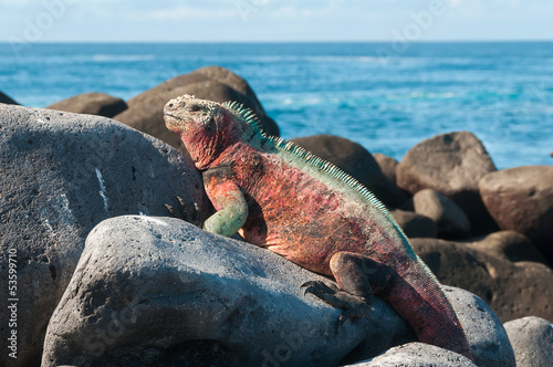 Plakat ekwador zwierzę wybrzeże mężczyzna gad