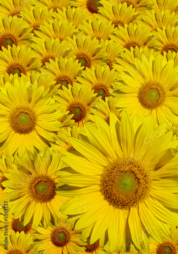 Fotoroleta słonecznik lato kwiat natura