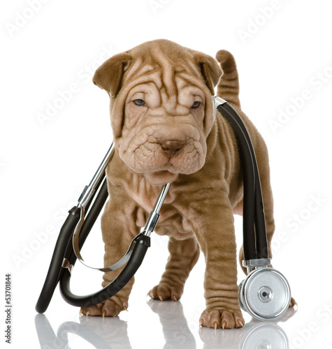 Plakat zdrowie zwierzę szczenię zabawa pies