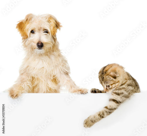 Obraz na płótnie para portret ssak szczenię kot