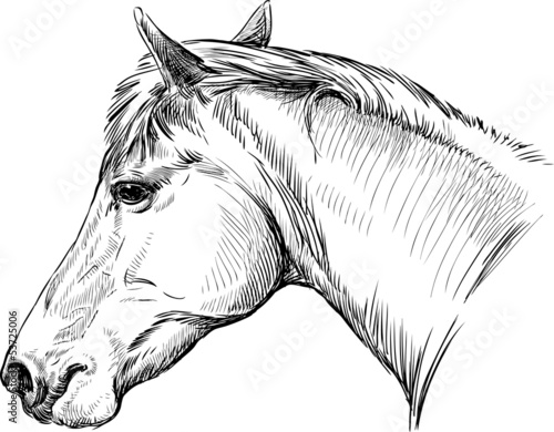 Naklejka grzywa portret koń