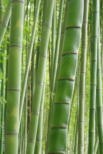 Plakat bambus roślina krajobraz liść