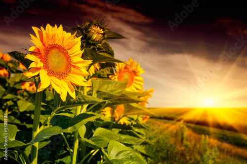 Obraz na płótnie słońce kwiat piękny