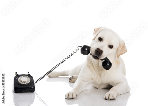 Fotoroleta portret labrador zwierzę zabawa pies