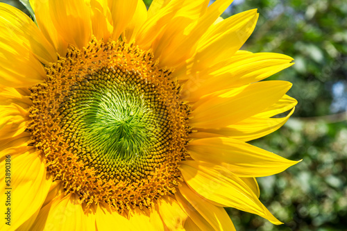 Fotoroleta słonecznik kwiat jedzenie
