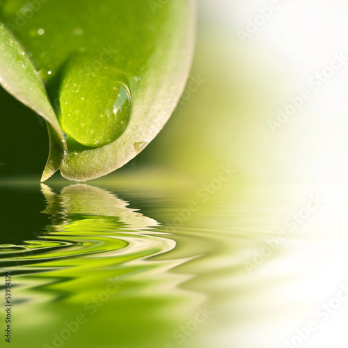 Fotoroleta ciało roślina natura woda zdrowy