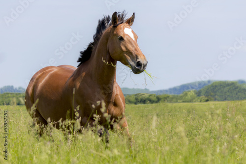 Fotoroleta kucyk koń trawa