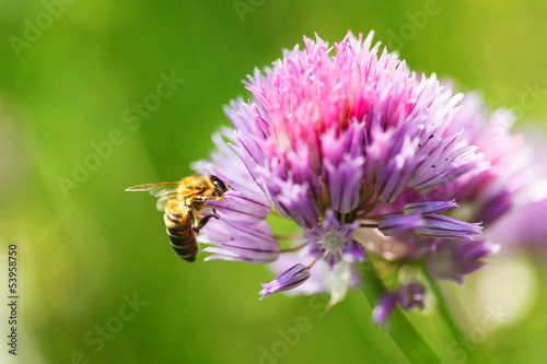 Plakat lato kwiat natura pyłek