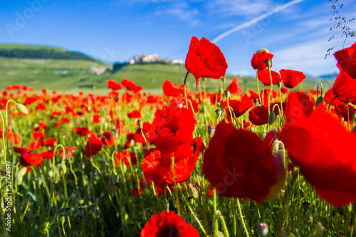 Obraz na płótnie pole krajobraz wzgórze włochy kwiat