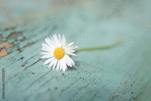 Obraz na płótnie Kwiat stokrotki