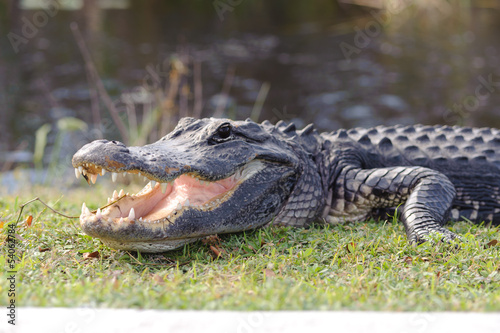 Fotoroleta aligator usta narodowy zwierzę