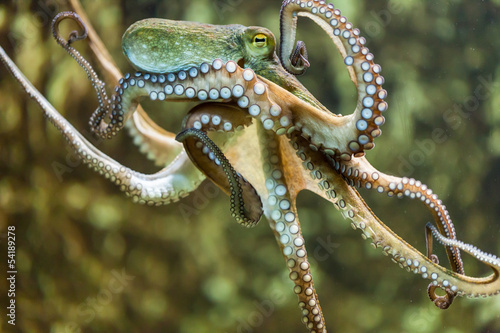 Fototapeta zwierzę podwodne zwierzę morskie natura morze