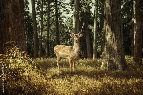Fototapeta polana park dzikie zwierzę jesień